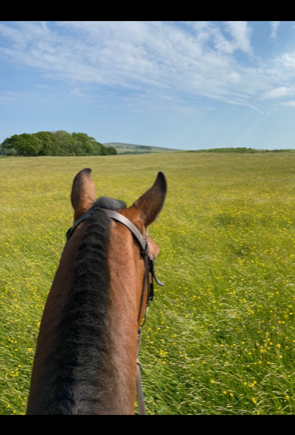 Laminitis and quality forage